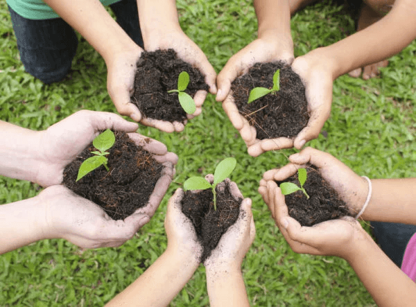 Tree plantation drive